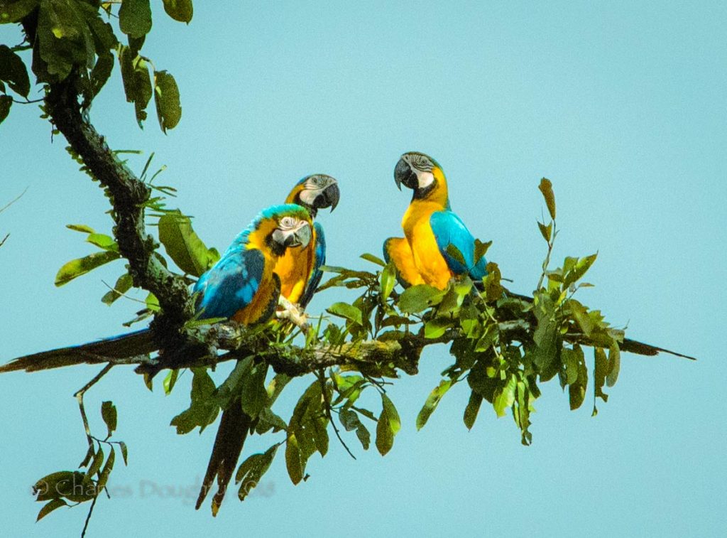 untitled-22015 Macaw Project PiabaJanuary 25 2015