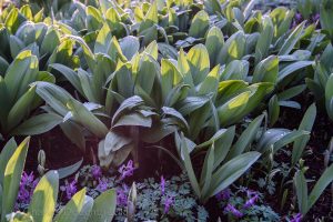 Spring Ephemerals