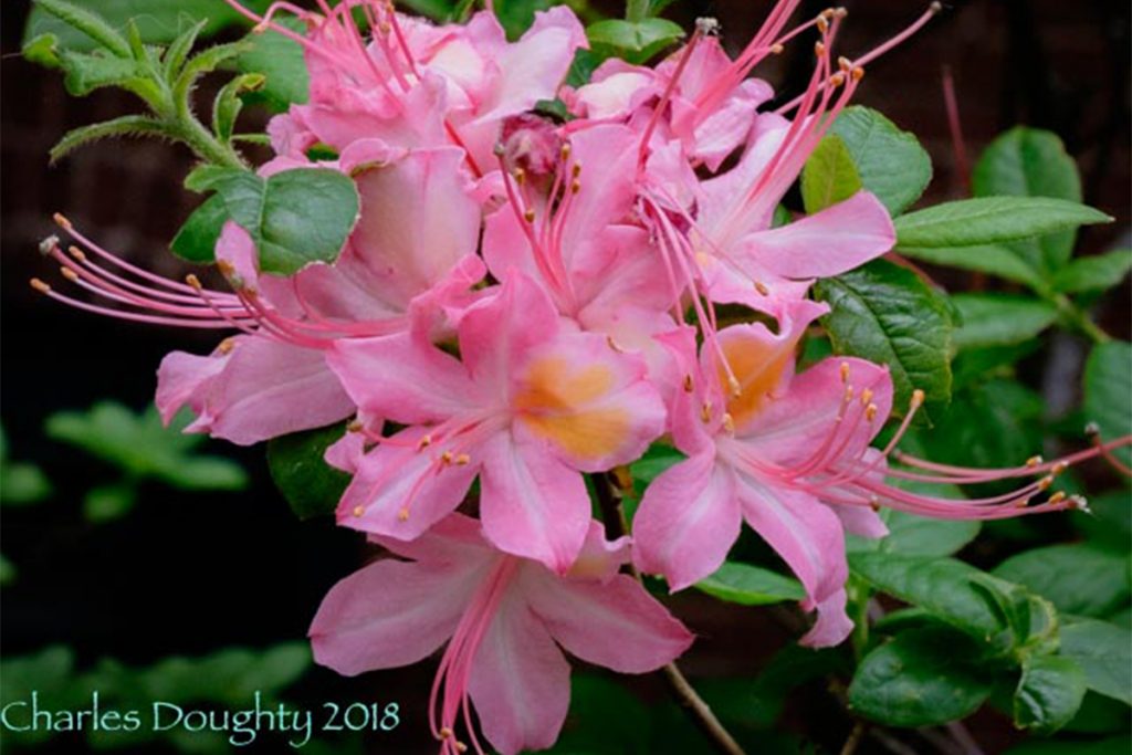 Native azaleas sales