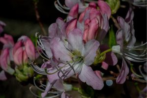 Native Azaleas – Gems of the Native Garden