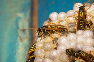 Benefits of a Wasp Friendly Garden